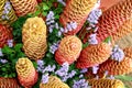 Golden beehive ginger, Zingiber spectabile griff, Beautiful tropical flowers Zingiberaceae Royalty Free Stock Photo
