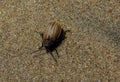 Golden beetle crawled on the wet river sand