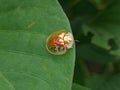 a golden beetle that eats cassava leaves that is rarely seen