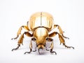 Golden beetle