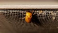 Golden Beetle, Masked Chafer Beetle