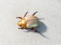 Golden Beetle six legged Royalty Free Stock Photo