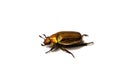 Golden Beetle on White background from Side Royalty Free Stock Photo