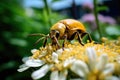 Golden Beetle on White Flowers Macro