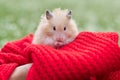 Golden beige fluffy Syrian hamster on red knitted in the hands