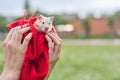 Golden beige fluffy Syrian hamster on red knitted in the hands