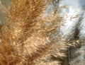 Golden beige pampas dry grass, detail, natural texture design background