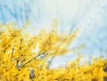 Forsythia flowers in front of with green grass and blue sky. Royalty Free Stock Photo