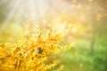 Forsythia flowers in front of with green grass and blue sky. Royalty Free Stock Photo