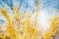 Forsythia flowers in front of with green grass and blue sky. Royalty Free Stock Photo