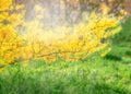 Forsythia flowers in front of with green grass and blue sky. Royalty Free Stock Photo