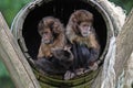 Golden bellid capuchin Sapajus xanthosternos sitting in a barrel