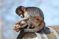 Golden bellid capuchin (Sapajus xanthosternos) sitting on a barrel