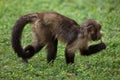 Golden-bellied capuchin Sapajus xanthosternos Royalty Free Stock Photo