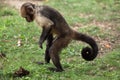 Golden-bellied capuchin Sapajus xanthosternos Royalty Free Stock Photo