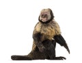 Golden-Bellied Capuchin, Sapajus xanthosternos Royalty Free Stock Photo