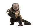 Golden-Bellied Capuchin, Sapajus xanthosternos Royalty Free Stock Photo