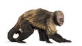 Golden-Bellied Capuchin, Sapajus xanthosternos Royalty Free Stock Photo