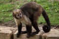 Golden-bellied capuchin Sapajus xanthosternos Royalty Free Stock Photo