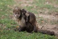 Golden-bellied capuchin & x28;Sapajus xanthosternos& x29; Royalty Free Stock Photo