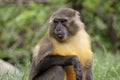 Golden-bellied mangabey Royalty Free Stock Photo