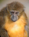 Golden bellied mangabey monkey close up looking Royalty Free Stock Photo