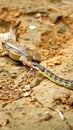 Golden-bellied snake eating a toad Royalty Free Stock Photo