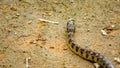 Golden-bellied snake Royalty Free Stock Photo