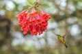 Golden-bellied starfrontlet hovering next to red flower,tropical forest, Colombia, bird sucking nectar from blossom in garden Royalty Free Stock Photo