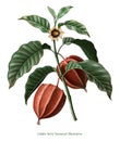 Golden berry botanical illustration vintage style clip art isolated on white background