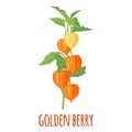 Golden Berry or Physalis vector icon in flat style isolated on white background