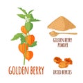 Golden Berry or Physalis vector icon in flat style isolated on white background