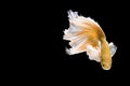 Golden Betta Siamese fighting fish, Betta splendens Pla-kad biting fish of Thailand, swimming motion on black isolated