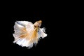 Golden Betta Siamese fighting fish, Betta splendens Pla-kad biting fish of Thailand, swimming motion on black isolated