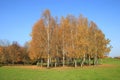 Golden birch forest