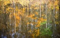 golden birch forest on bank of lake with reflection Royalty Free Stock Photo