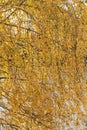 Golden birch tree in fall