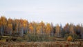 Golden birch tree on windy autumn evening. Yellow and otange foliage on autumn trees.