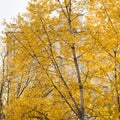 Golden Birch Trees In Autumn