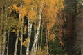 Golden birch trees seen in Dalsland, Sweden