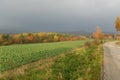 Golden birches in the fall by the road with overcast sky.