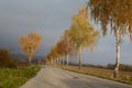 Golden birches in the fall by the road with overcast sky.