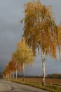 Golden birches in the fall by the road with overcast sky.