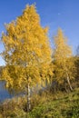 Golden birches near lake