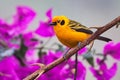 Golden bird reposing on the tree branch with flowers background