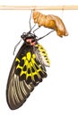 Golden birdwing butterfly