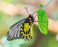 Golden birdwing butterfly