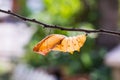 Golden birdwing butterfly pupal case Royalty Free Stock Photo