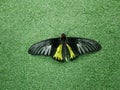 The Golden birdwing butterfly sits with its wings spread. Butterfly with large black and small yellow wings. Troides rhadamantus