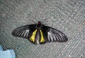 The Golden birdwing butterfly sits with its wings spread. Butterfly with large black and small yellow wings. Troides rhadamantus